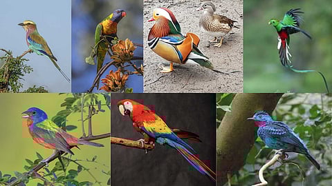 The most beautiful colored birds in the world