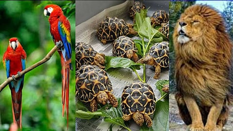 Animals that are prohibited from being kept at home