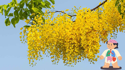Cassia fistula