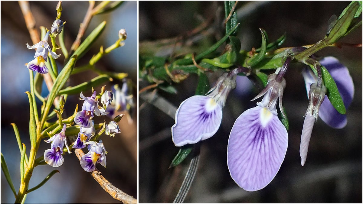 அற்புத நலன்கள் தரும் ஓரிதழ் தாமரை!