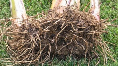 Banana tree root