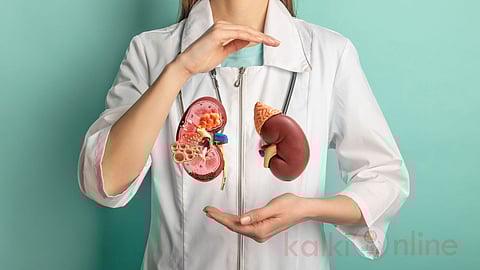 Kidney