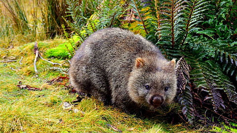 Unique features of wombats