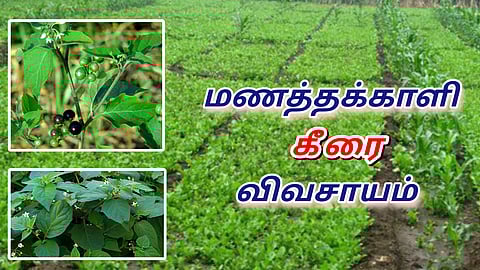Manathakkali Keerai Harvest 