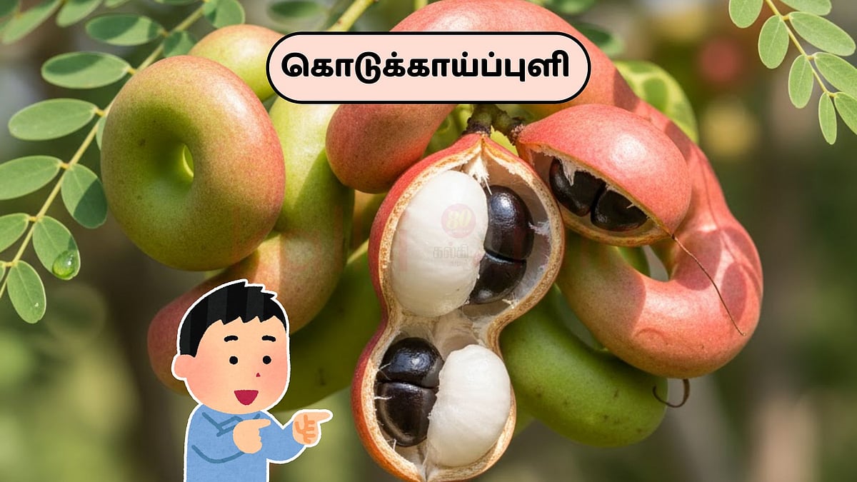 கொடுக்காய்ப்புளி.. ஆப்பிளை விட அதிக சத்து! மறந்து போன ரகசியம்! ஆனால்...