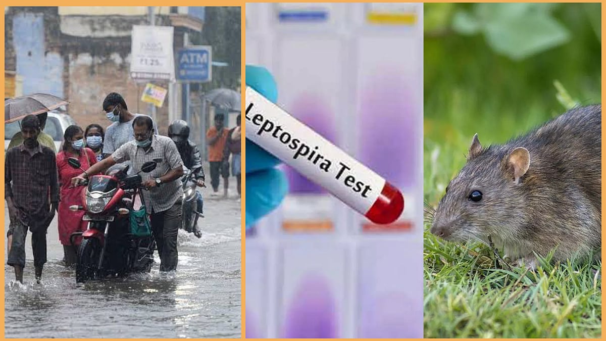 உஷார்..!தமிழகத்தில் பரவும் எலி காய்ச்சல்...தேங்கிய மழைநீரில் நடக்காதீங்க..!!