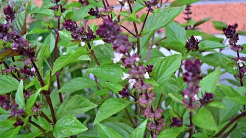 திருநீற்றுப்பச்சிலை