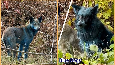 Blue Dogs