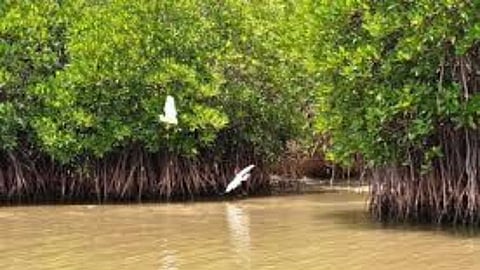 Swamp forest conservation