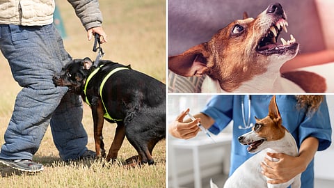 Pet safety and Rabies Prevention Tips