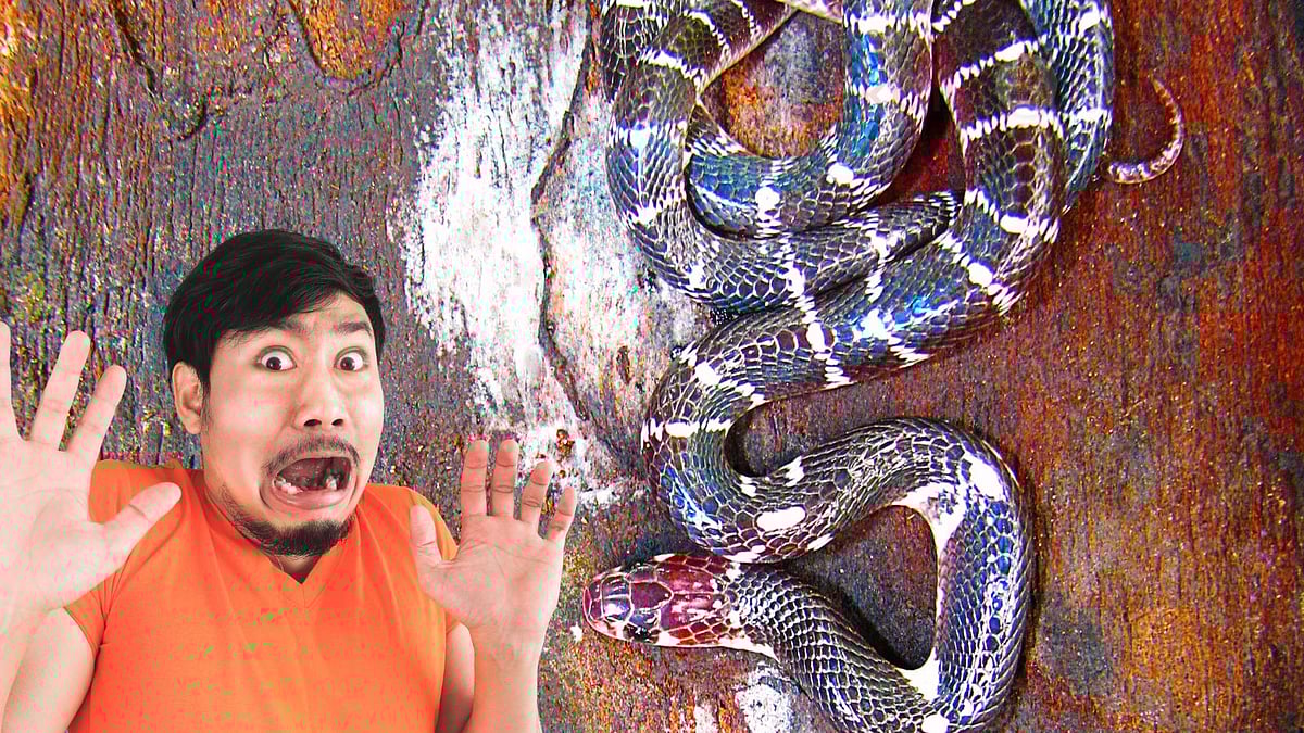 கட்டுவிரியன் பாம்பு கடிச்சா வலியே இருக்காது... இந்த அறிகுறிகளை வச்சு தான் நாம கண்டுபிடிக்க முடியும்!