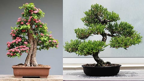 The wonder of growing bonsai trees