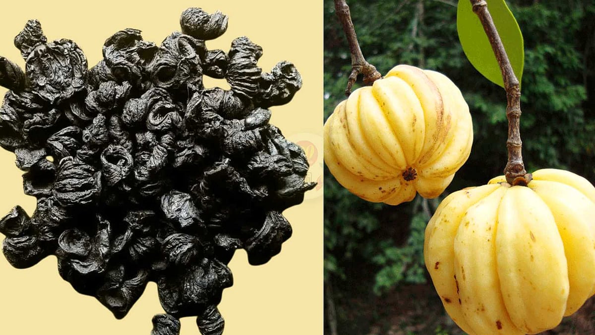 சமையல் முதல் சருமப் பாதுகாப்பு வரை: குடம் புளியின் பலன்கள்!