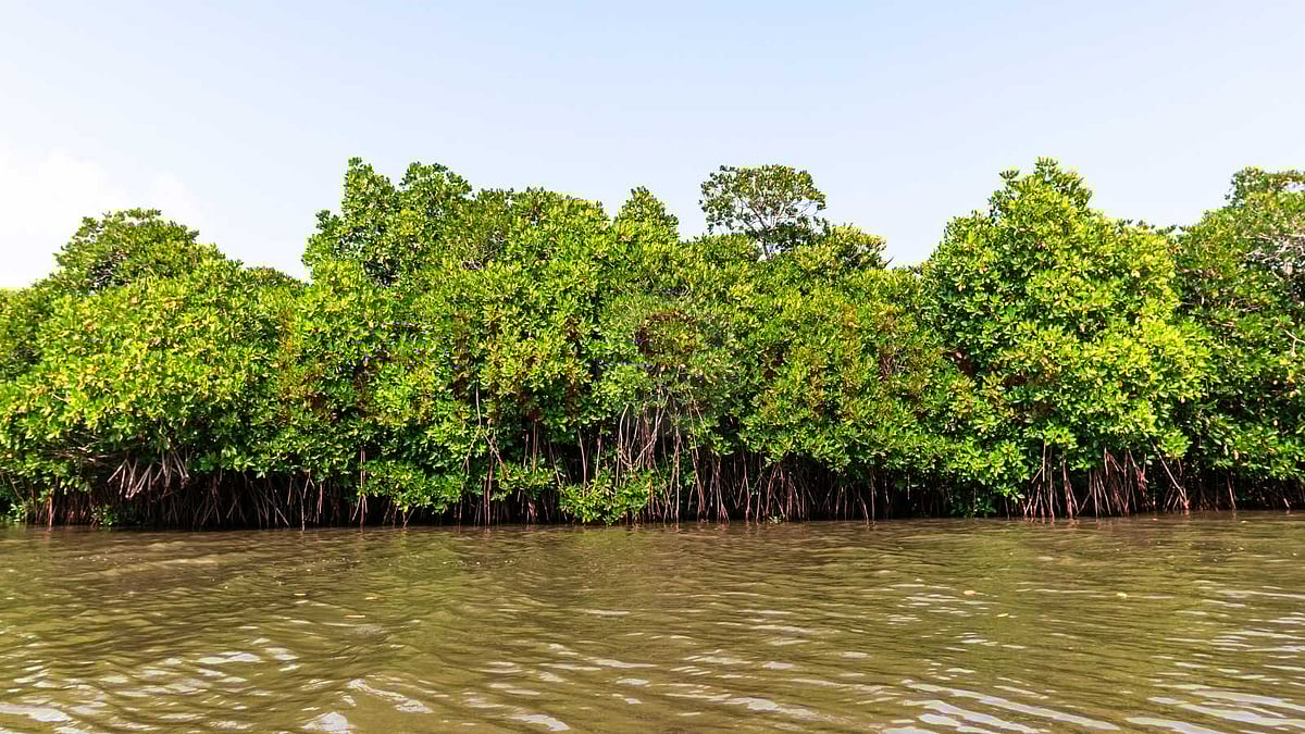 அலையாத்தி காடுகளின் நடுவே ஒரு மறக்க முடியாத படகுப் பயணம்!