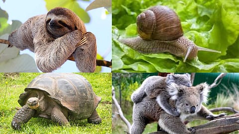 Slow-moving animals