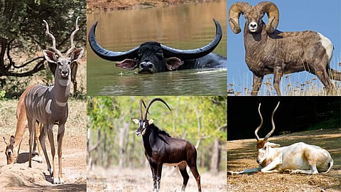 Animals with strong horns