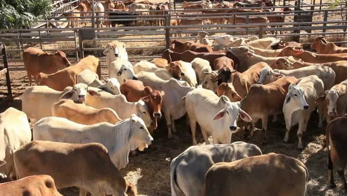 விவசாய செழிப்பிற்கான அடிப்படை மழைக்கால கால்நடை பராமரிப்பின் அவசியம்!