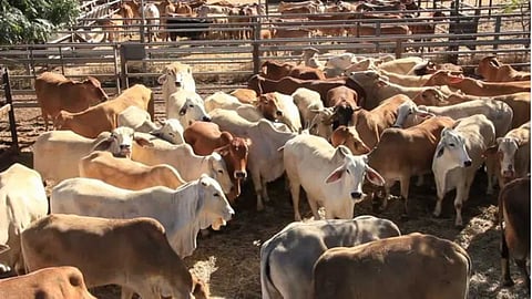 The necessity of animal care