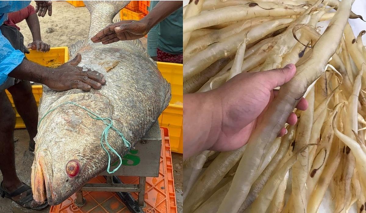 மீனவர் வலையில் சிக்கிய இரண்டு கூறல் மீன்கள்..! ஆனால் விலையோ 1,65,000..! அப்படி என்ன ஸ்பெஷல்...?