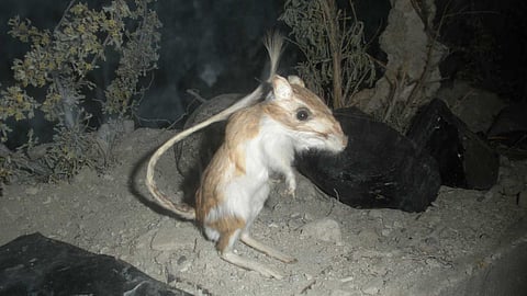 A miraculous creature that lives in the desert