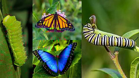 Mind-blowing butterfly larvae