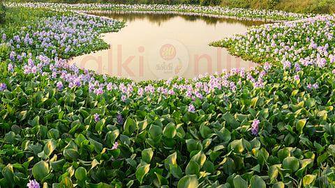 water hyacinth