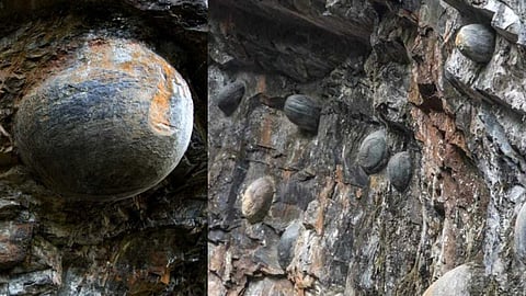 Egg-laying wonder mountain