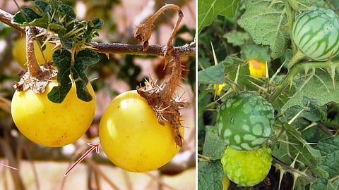 கண்டங்கத்திரி