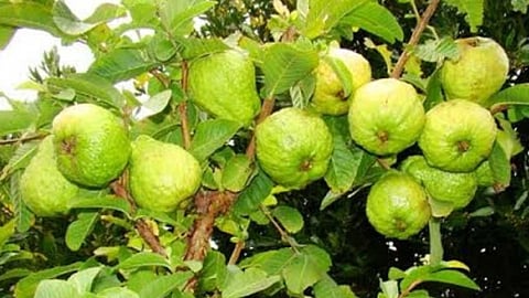 Profitability in guava farming