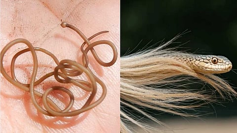 What is a horsehair snake?