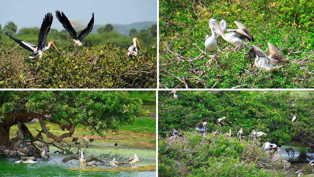 வேடந்தாங்கல் பறவைகள் சரணாலயம்: ஒரு பறவைகளின் புகலிடம்!