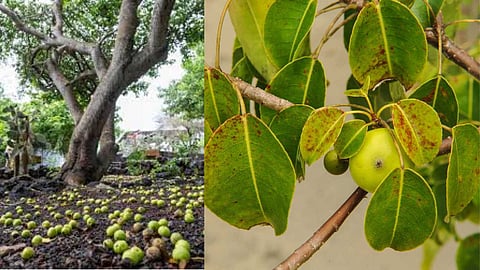 The most poisonous tree in the world