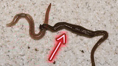 Hammer head worm Ribbon worm