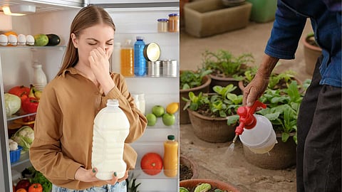 Spoiled milk used as fertilizer