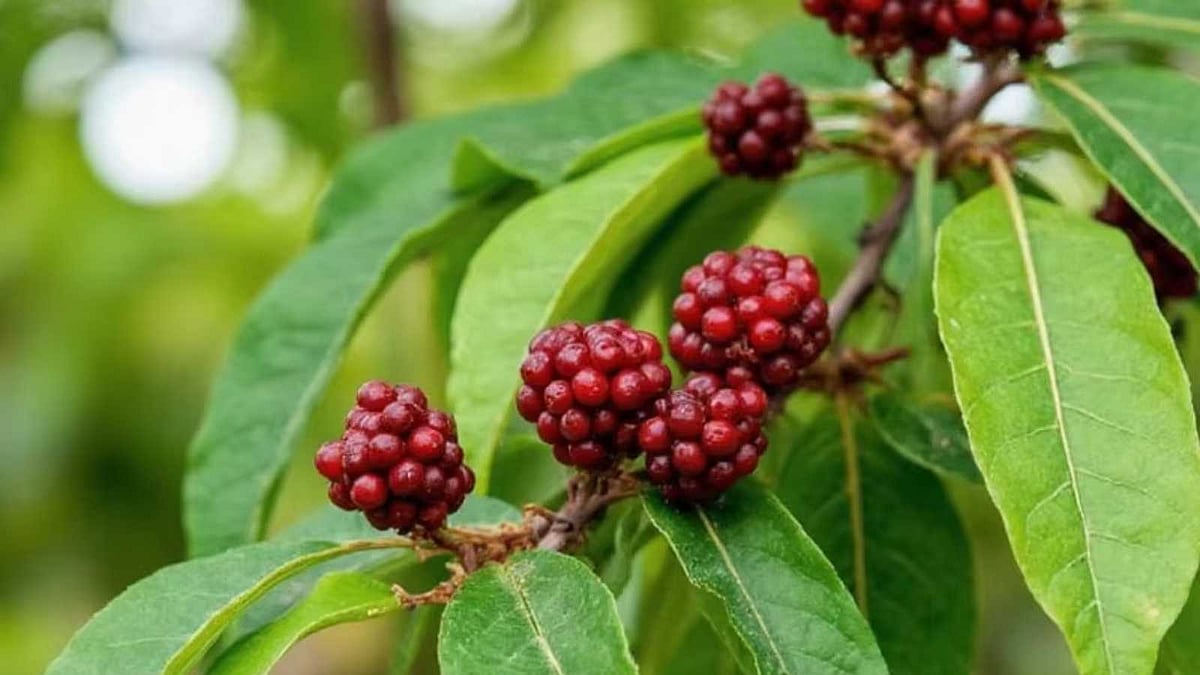 மூன்று மசாலாக்கள் வாசம் தரும் ஒற்றை இலை: 'ஆல் ஸ்பைஸ்' மரத்தின் ரகசியம்!