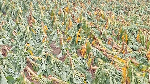 Banana Plants Damaged