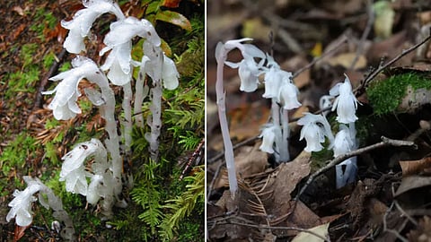Ghost Plants of Japan