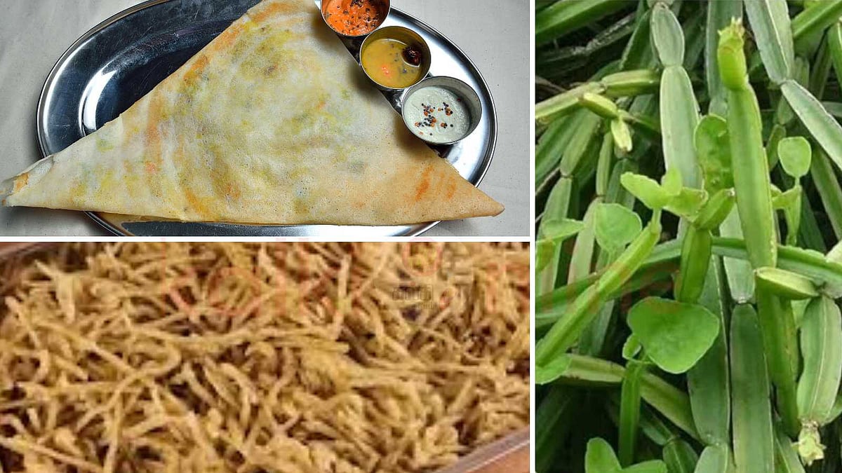 ஆரோக்கியம் தரும் பிரண்டை: தோசை, துவையல், காரக்குழம்பு, வற்றல் ரெசிபிகள்!