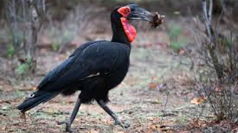 Life cycle of African Thunderbird