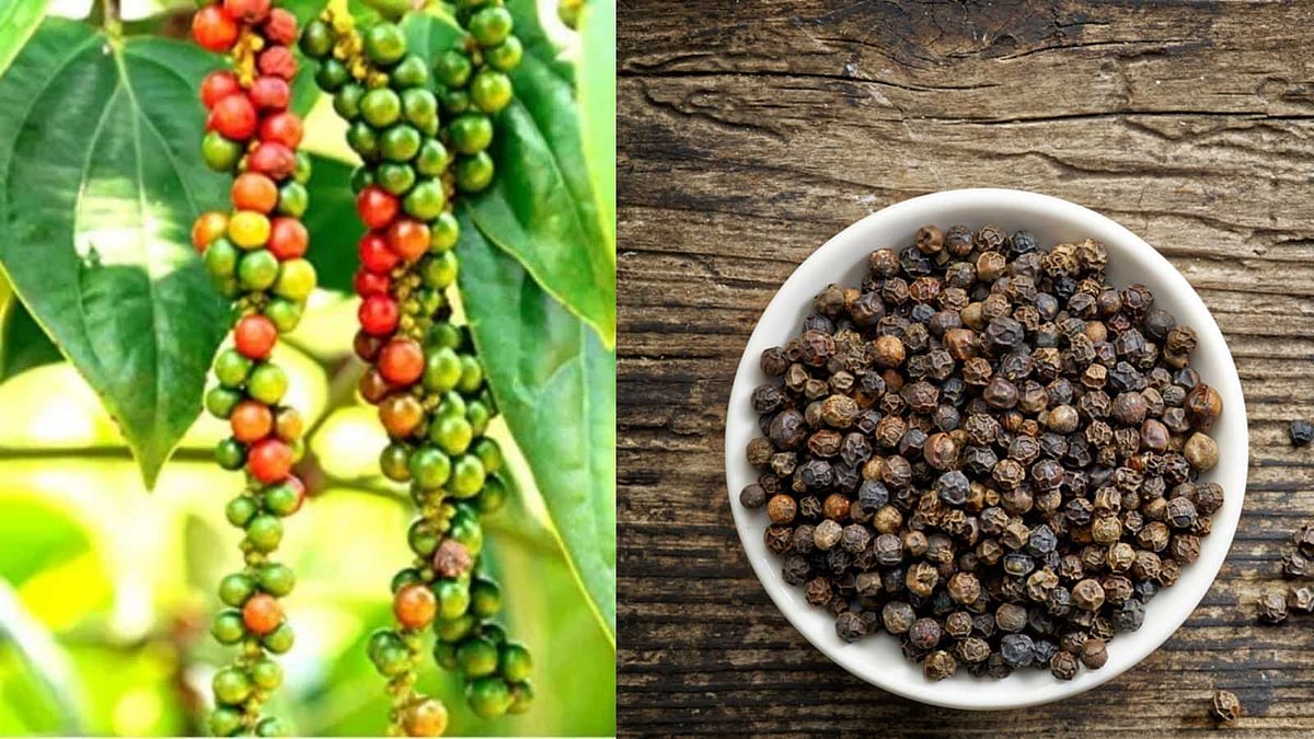 பத்து மிளகு இருந்தால் பகைவர் வீட்டிலும் விருந்து உண்ணலாமா? மிளகின் மர்மம் இதுதான்!