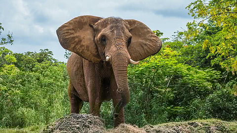Importance of elephants in the ecosystem