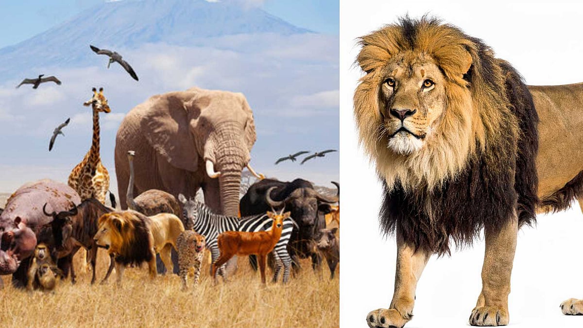 மிருகங்களிடமிருந்து நாம் கற்க வேண்டிய அன்றாட வெற்றி ரகசியங்கள்!