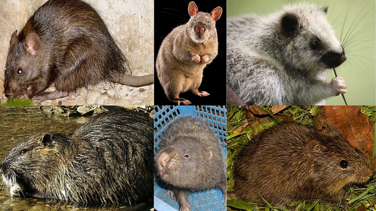 உலகின் மிகப்பெரிய 7 ராட்சத எலிகள்: நீங்க கேள்விப்படாத ஆச்சரியமூட்டும் தகவல்கள்!