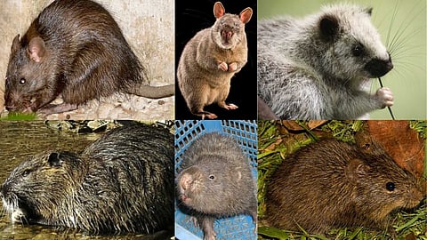 Unheard facts about rats