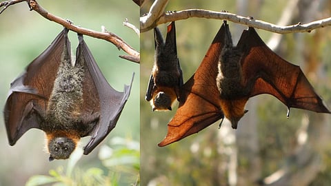 Bats protect crops and the environment!