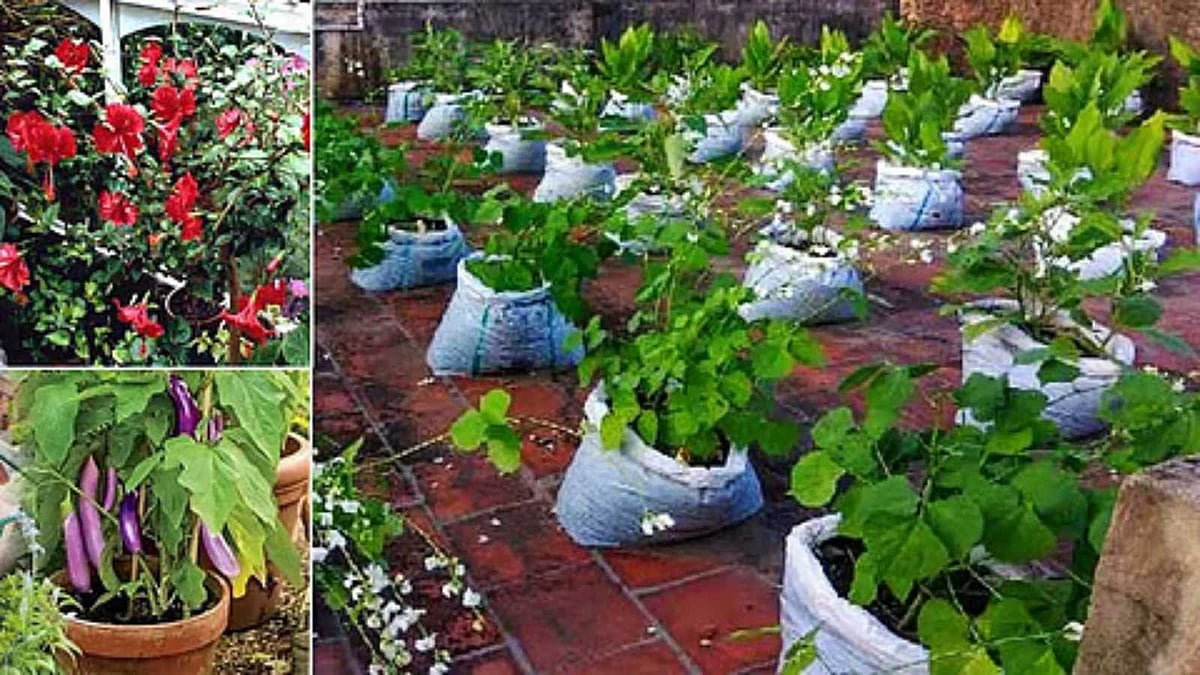 இயற்கை முறையில் உங்கள் மாடி தோட்டத்தை மேம்படுத்த சில சூப்பர் வழிகள்!