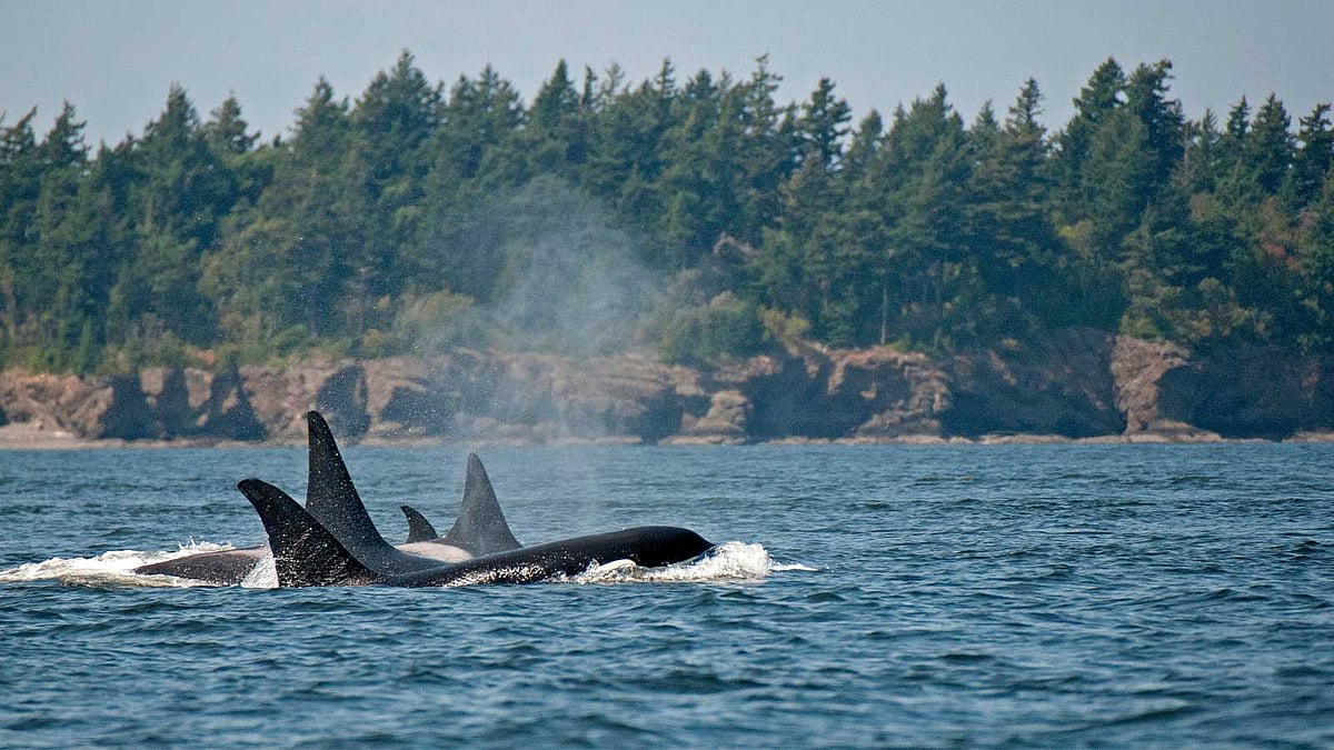 தேங்க்ஸ் கிவ்விங் சுற்றுலா: அமெரிக்காவின் 'ஆர்காஸ் தீவு' பயண அனுபவம்!