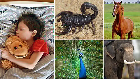 a boy, scorpion, horse, peacock, elephant