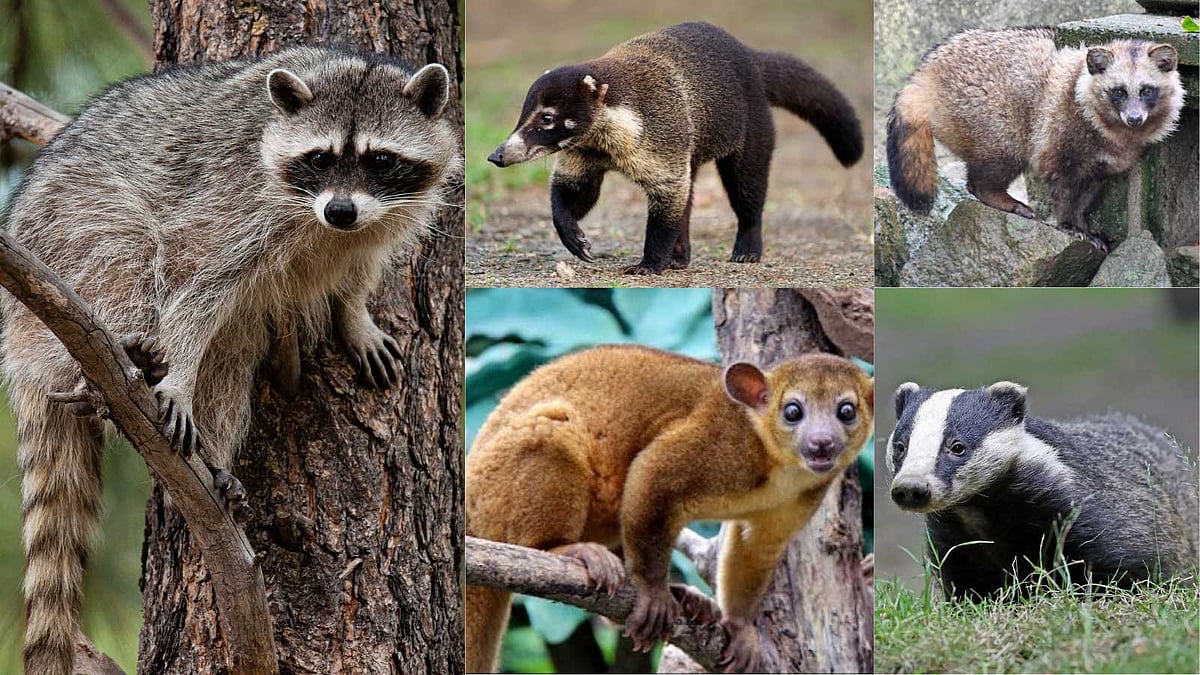 ரக்கூன் போலவே தோற்றம்: வேற லெவலில் காட்டில் வசிக்கும் ஆச்சரியமூட்டும் 5 விலங்குகள்!