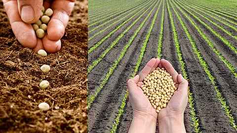 Seed production in organic farming